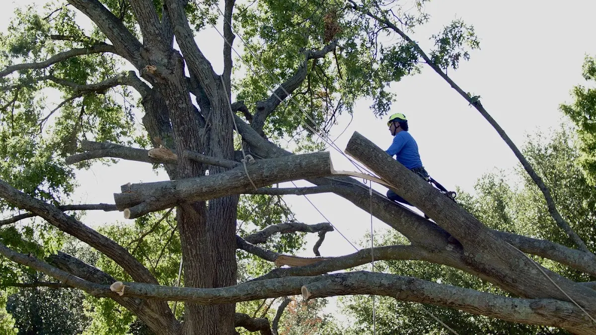 Professional Crown Thinning performed by certified arborists in Hometown