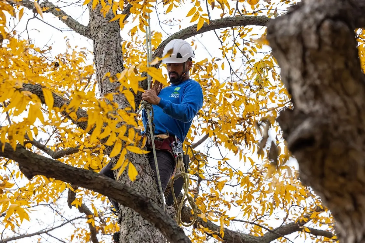 Skilled Tree Pruning crew working in Hometown